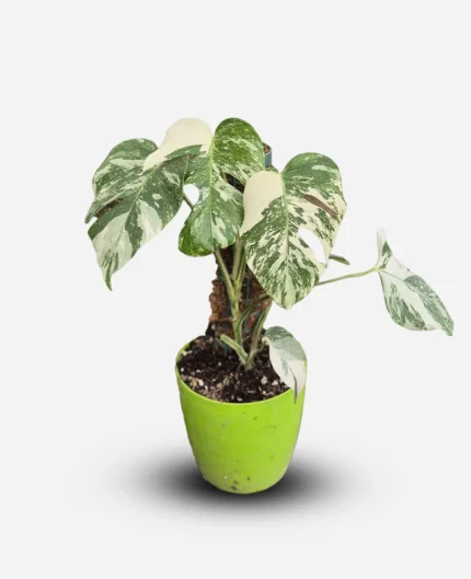 برگ انجیری ابلق