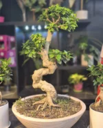بونسای جنسینگ