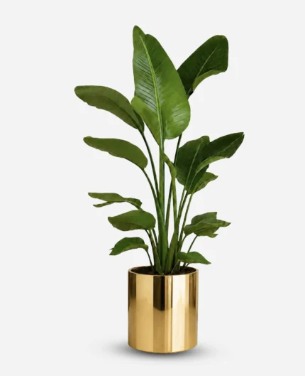 نخل نیکولای چند بوته