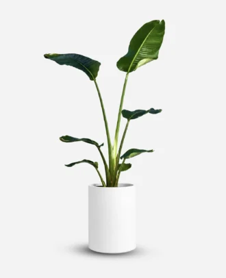 نخل نیکولای تک بوته
