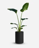 نخل نیکولای تک بوته