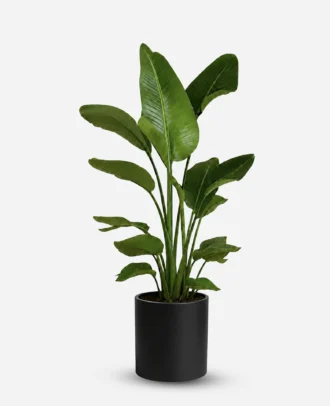 نخل نیکولای چند بوته