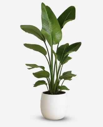 نخل نیکولای چند بوته