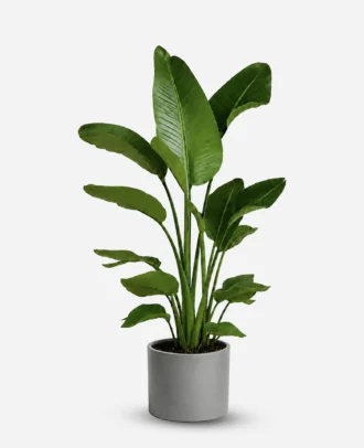 نخل نیکولای چند بوته