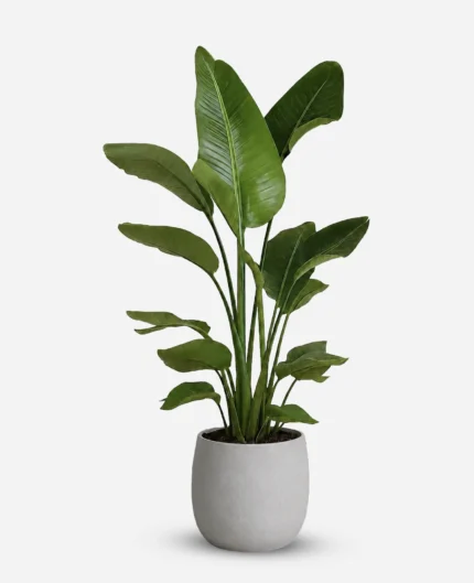 نخل نیکولای چند بوته