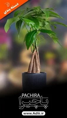 عکس پاچیرا