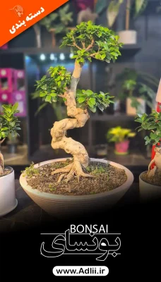 عکس بونسای خاص