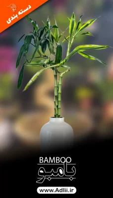 عکس بامبو
