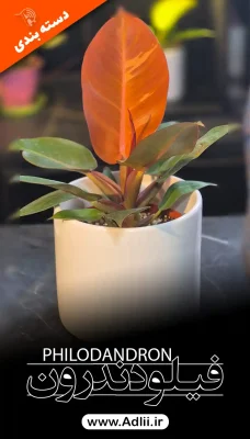 عکس فیلودندرون