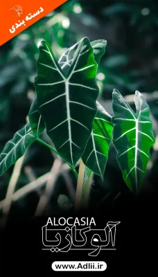 آلوکازیا