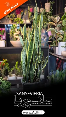 عکس سانسوریا